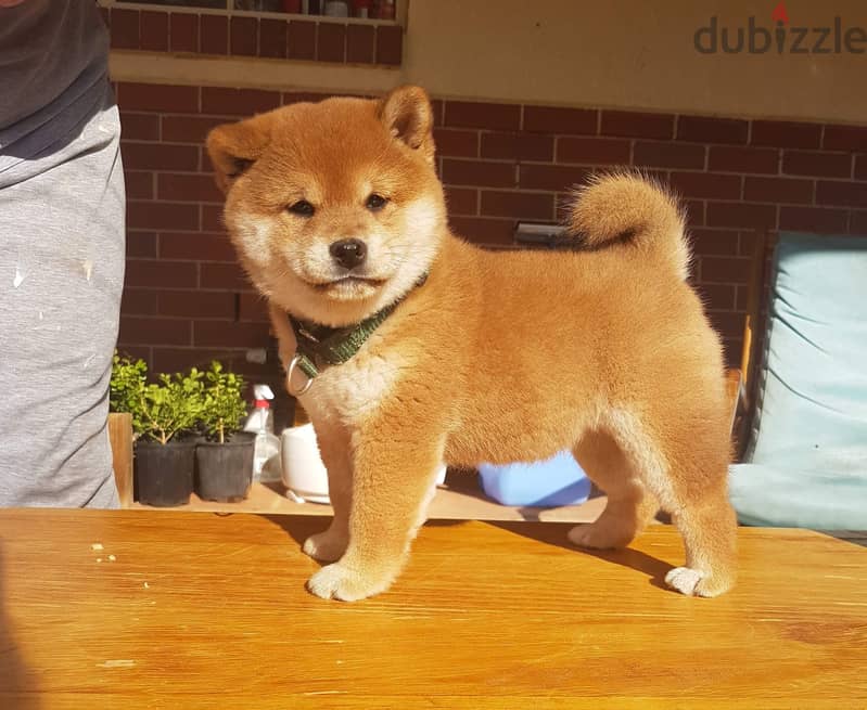 Whatsapp me +96555207281 Shiba inu puppies for sale 1