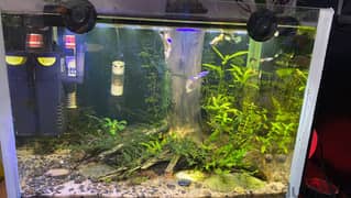 PLANTED AQUARIUM 35X25X25CM 0