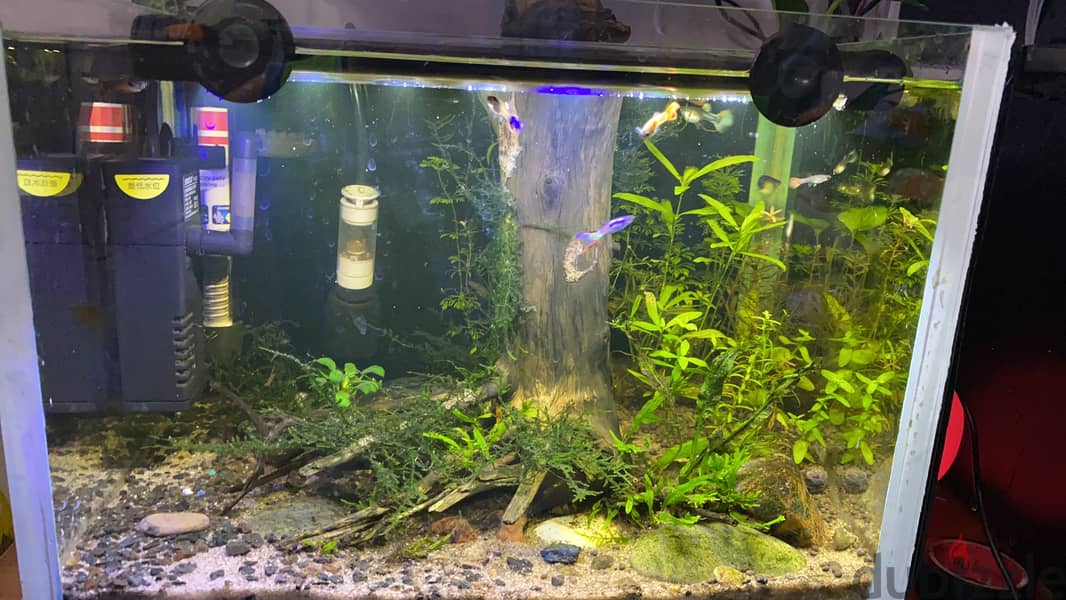 PLANTED AQUARIUM 35X25X25CM 0