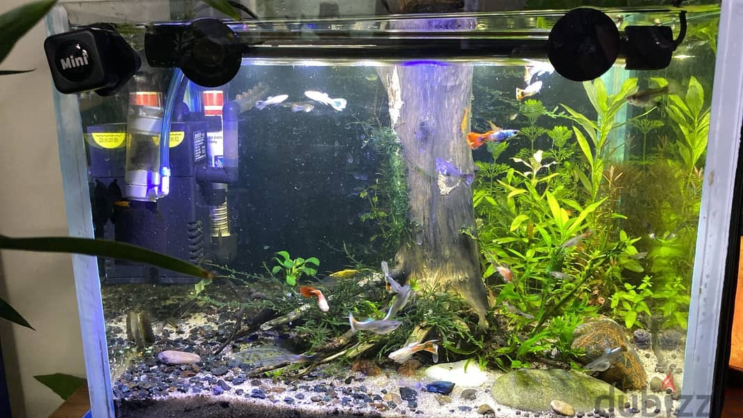 PLANTED AQUARIUM 35X25X25CM 1