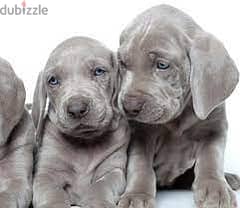 Whatsapp me +96555207281 Weimaraner puppies for sale 0