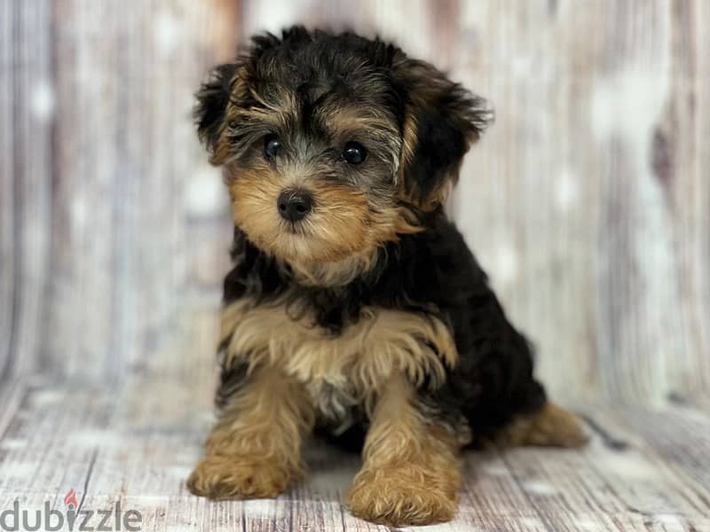 Whatsapp me +96555207281 Yorkiepoo puppies for sale 1