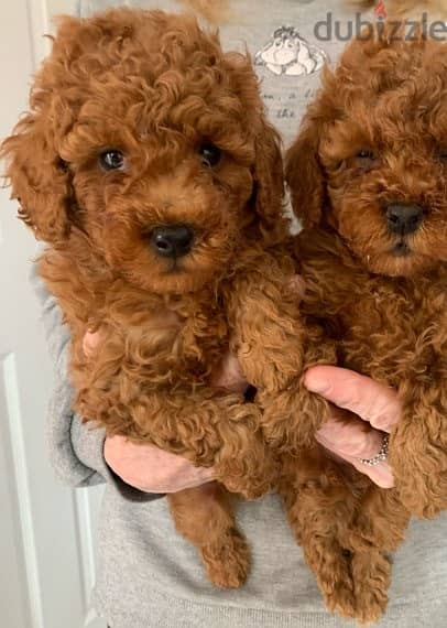 Whatsapp me +96555207281 Vaccinated Toy poodle puppies for sale 1