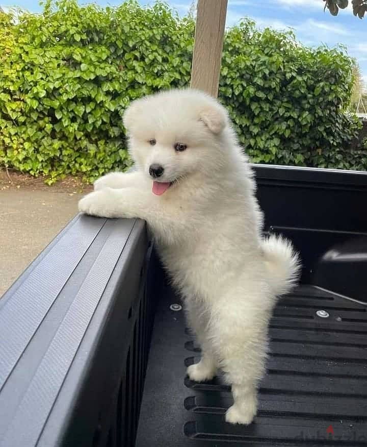 Whatsapp me +96555207281 Samoyed puppies for sale 1