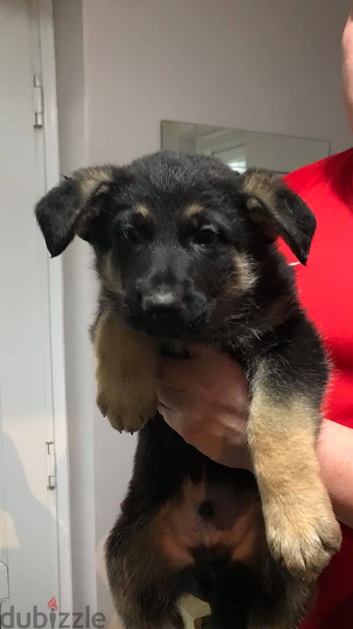 Whatsapp me +96555207281 German shepherd puppies for sale 1