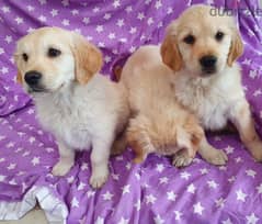 Whatsapp me +96555207281 Golden Retriever puppies for sale