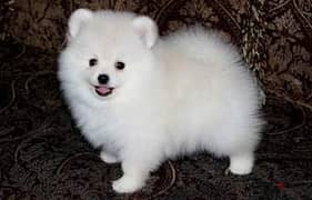 Whatsapp me +96555207281 Pomeranian puppies for sale