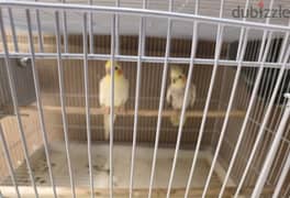 cocatail, Budgies and finches 0