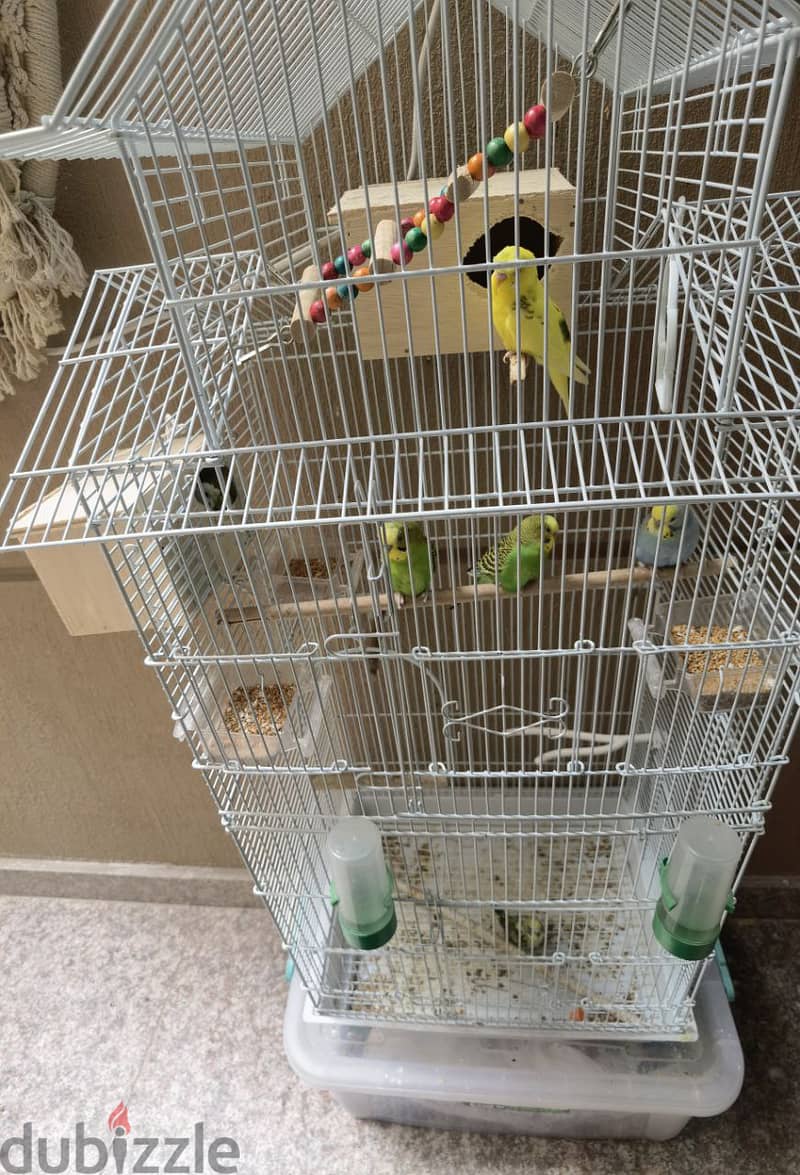 cocatail, Budgies and finches 1