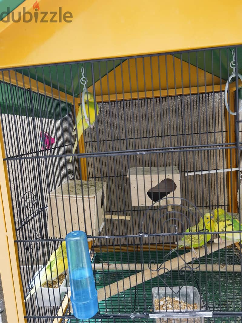 cocatail, Budgies and finches 2