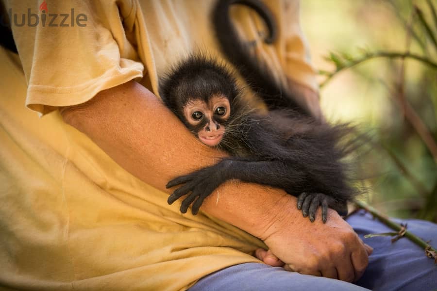 Whatsapp me +96555207281 Vaccinated Spider monkeys for sale 1