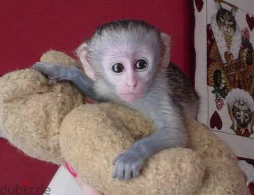 Whatsapp me +96555207281 Pure Capuchin monkeys for sale 1