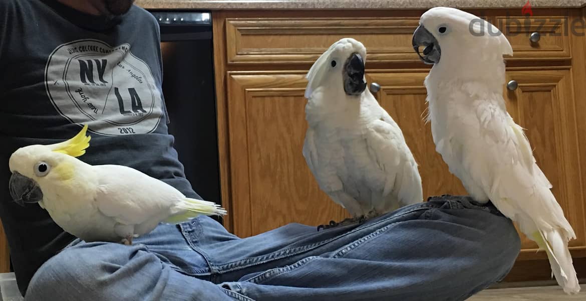 Whatsapp me +96555207281 Two Umbrella Cockatoos parrots for sale 0