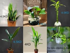 plants for sale 0