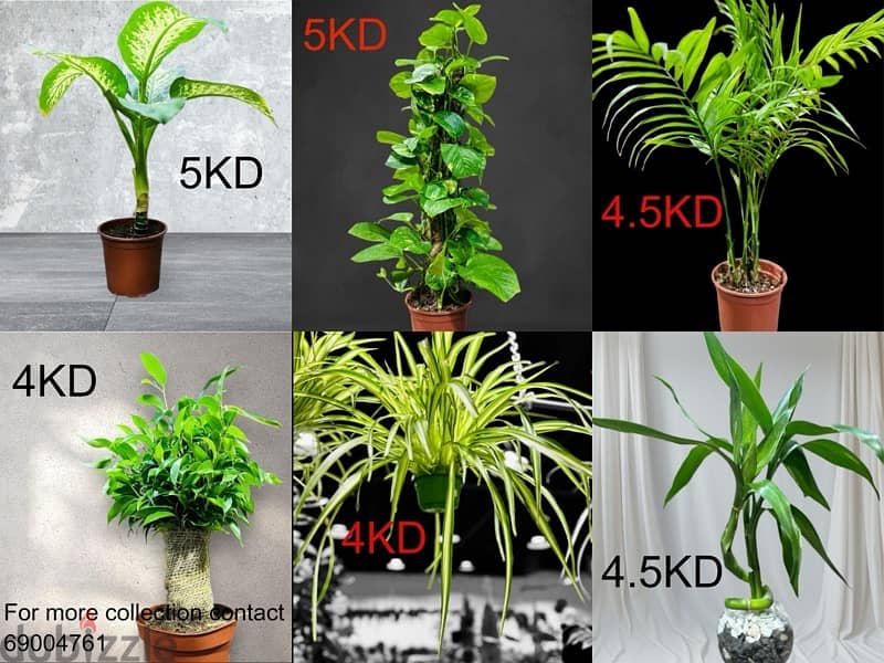 plants for sale 1