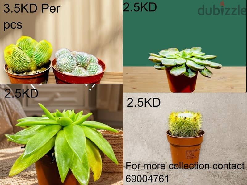 plants for sale 2