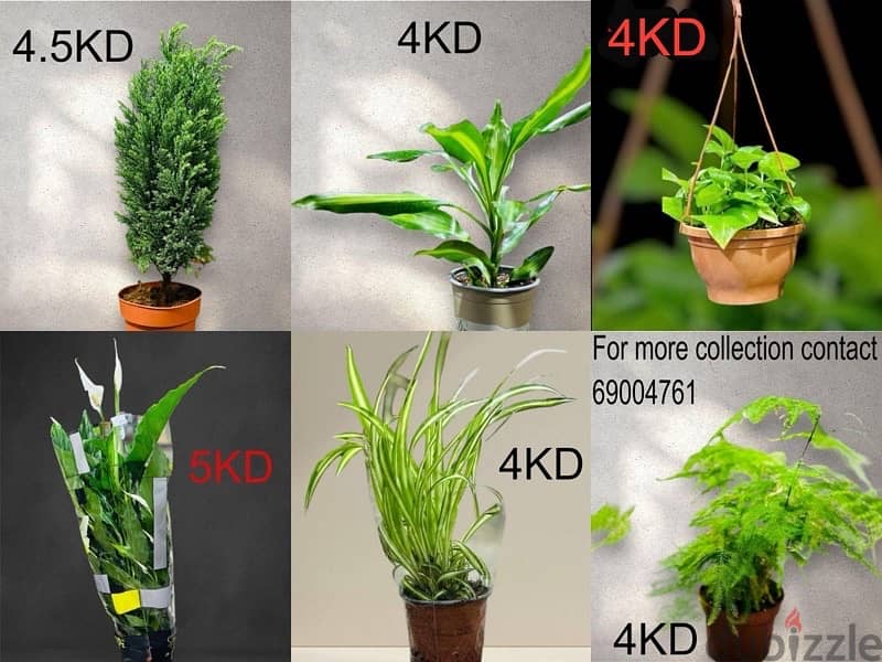 plants for sale 3