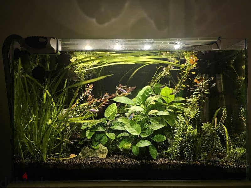 Tank with all its accessories, 60x35cm 0