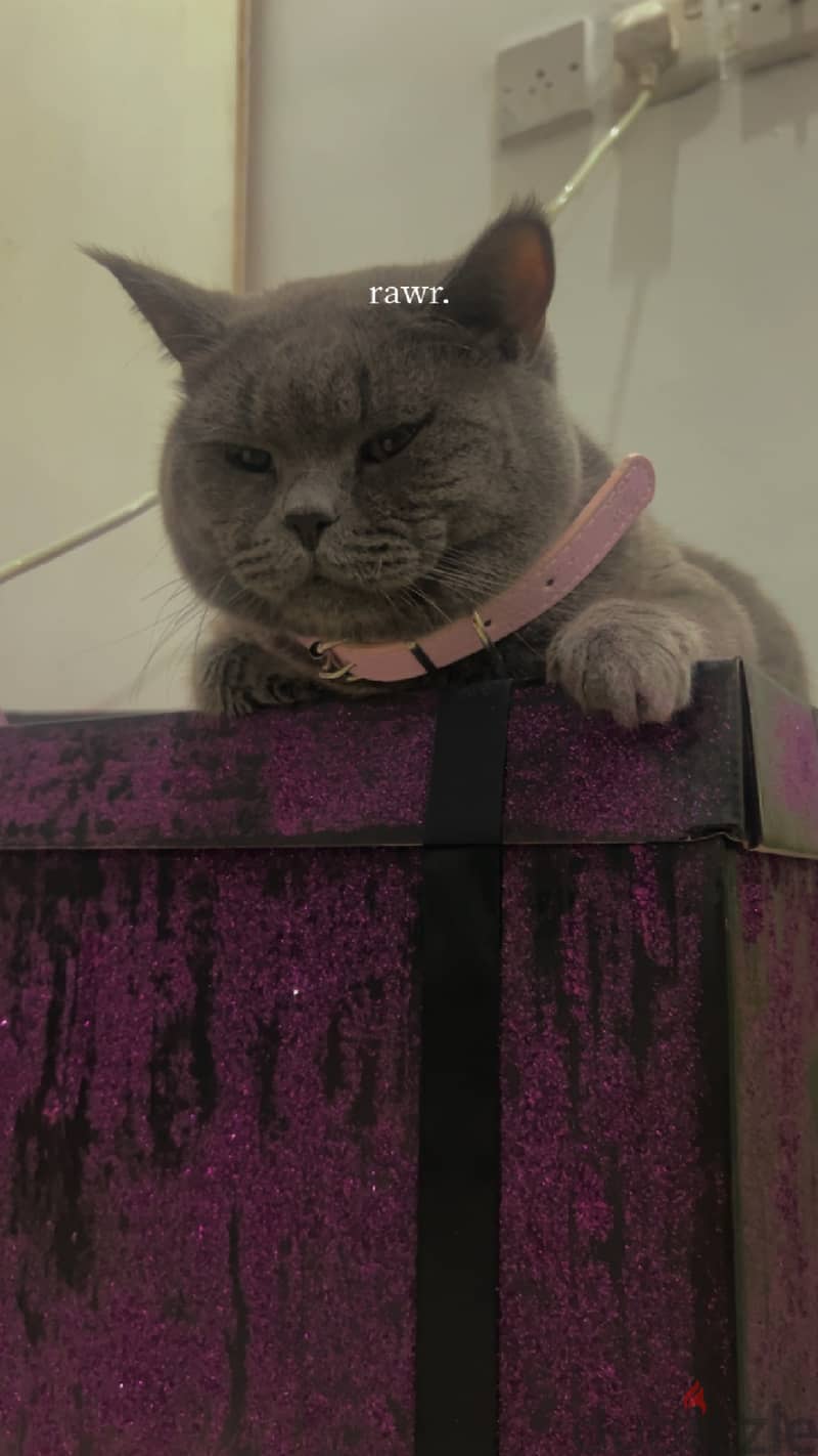 British shorthair for adoption للتبني 1