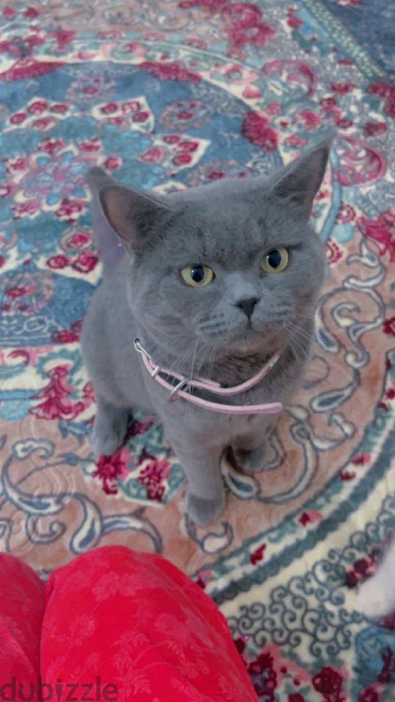 British shorthair for adoption للتبني 2