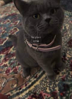 For adoption British shorthair للتبني 0