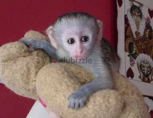 Whatsapp me +96555207281  Pure  Capuchin Monkeys for sale 1