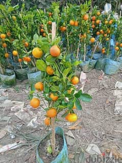 Orange Fruit plant With Fruit. . 0