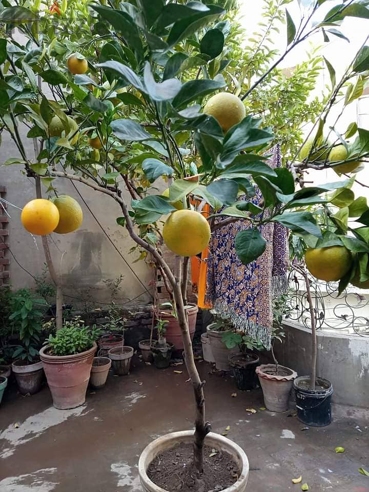 Orange Fruit plant With Fruit. . 1