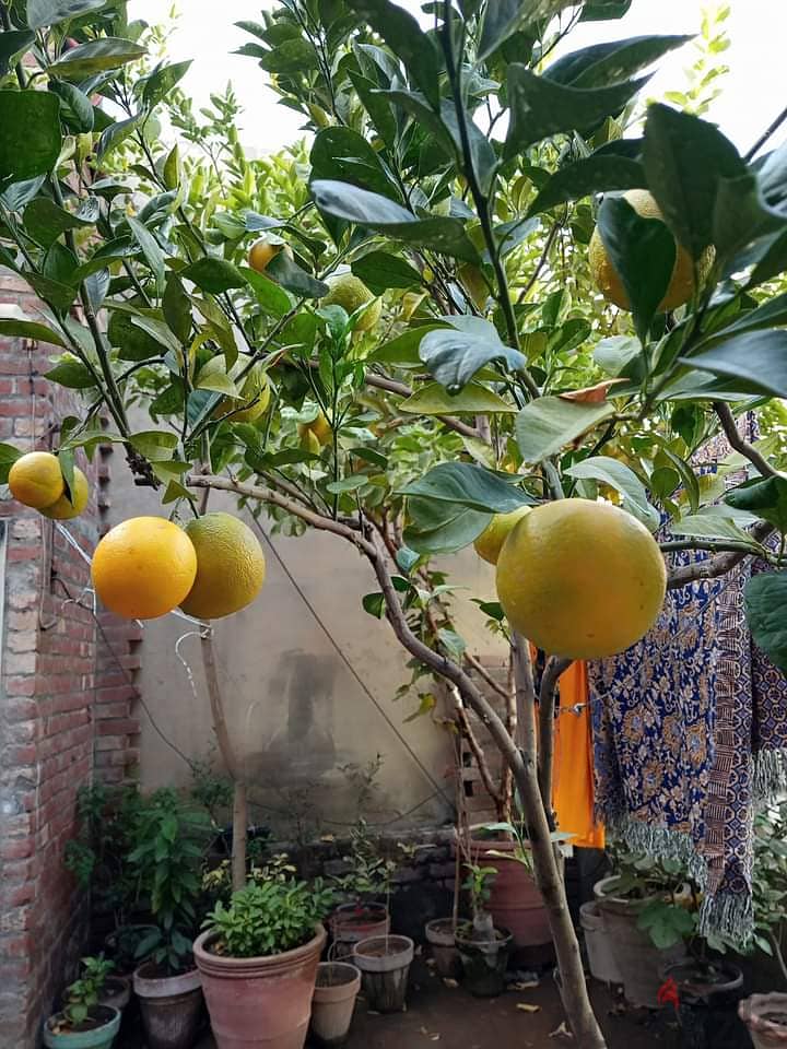 Orange Fruit plant With Fruit. . 2