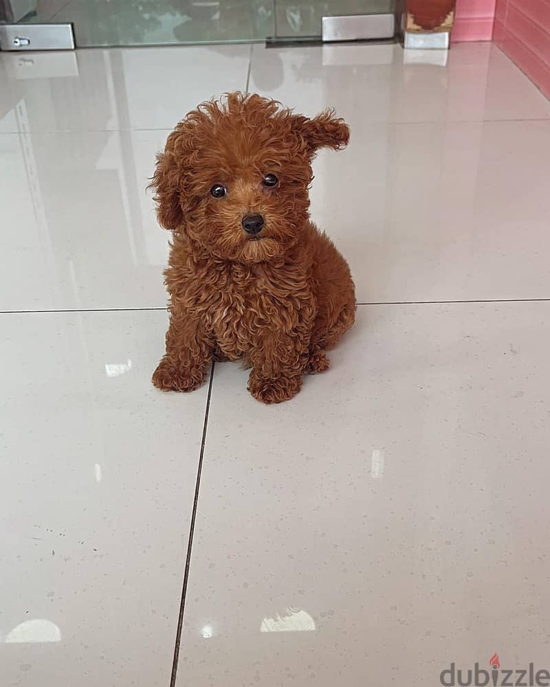 Toy Poodle 0