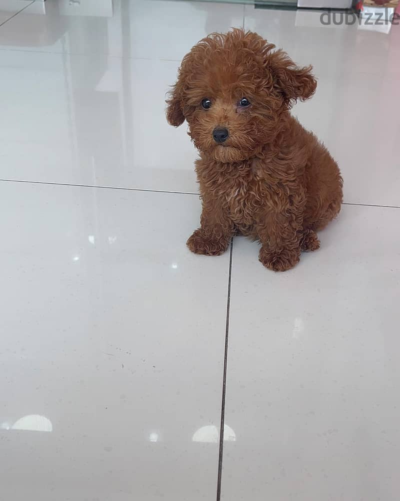 Toy Poodle 2