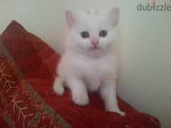 Whatsapp me +96555207281 Turkish Angora kittens for sale 0