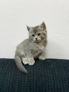 For Sale Male playful Kitten 0