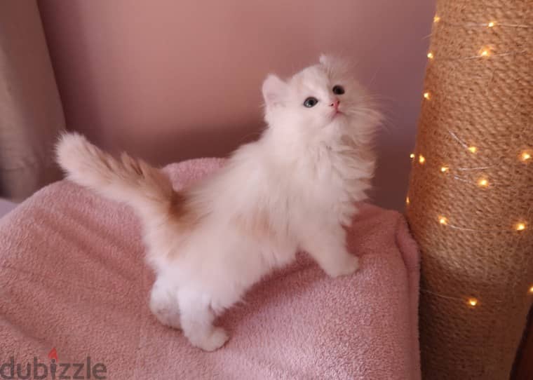 Whatsapp me +96555207281 American Curl kittens for sale 0