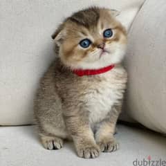 Whatsapp me +96555207281 Scottish Fold  kittens for sale 0