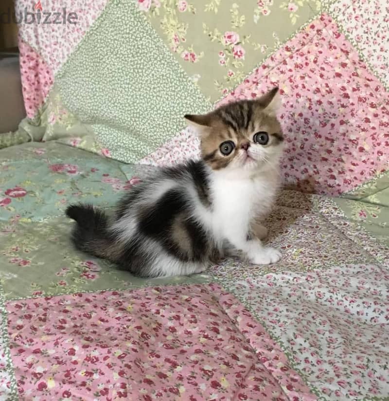 Whatsapp me +96555207281 Exotic shorthair  kittens for sale 2