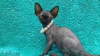 Whatsapp me +96555207281 Sphynx kittens for sale 0