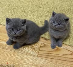 Whatsapp me +96555207281 British Shorthair kittens for sale 0