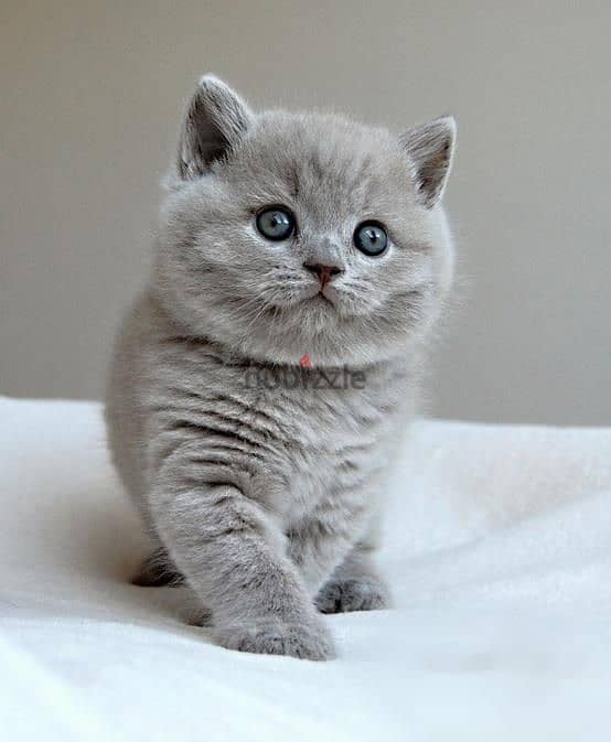 Whatsapp me +96555207281 British Shorthair kittens for sale 3