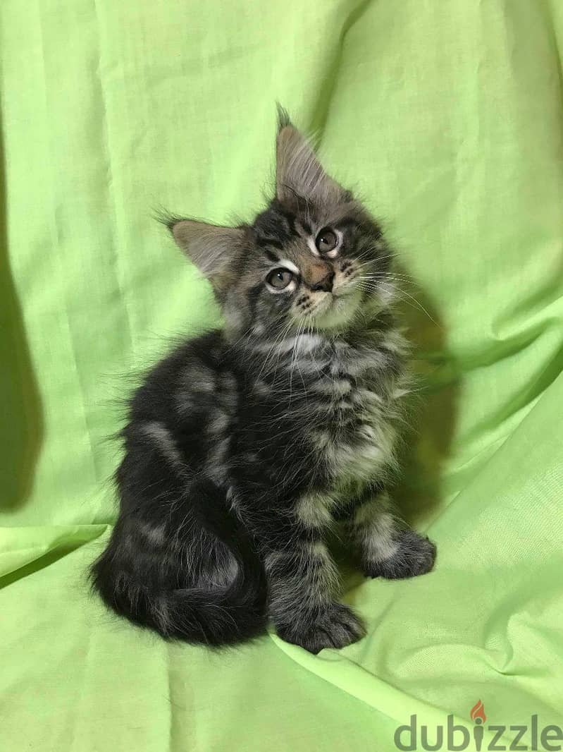 Whatsapp me +96555207281 Maine Coon kittens for sale 1