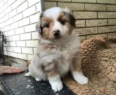 Whatsapp me +96555207281 Australian shepherd puppies for sale