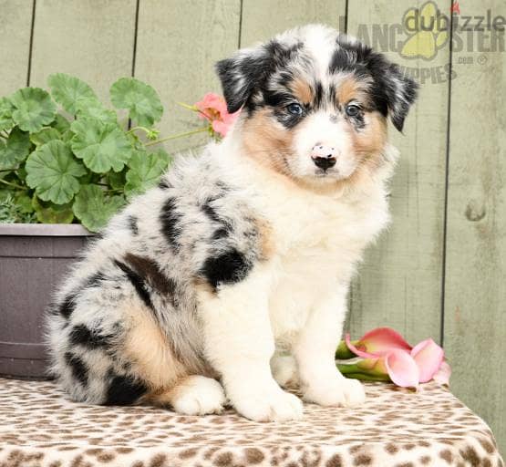 Whatsapp me +96555207281 Australian shepherd puppies for sale 1