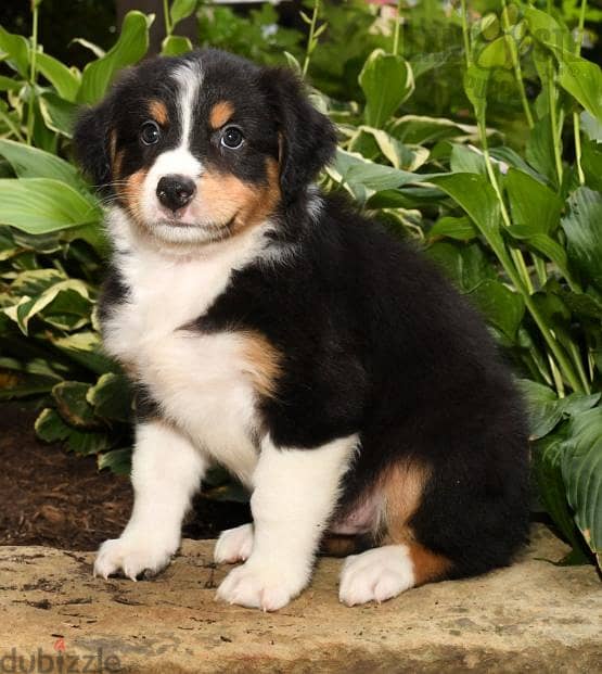 Whatsapp me +96555207281 Two Australian shepherd puppies for sale 0