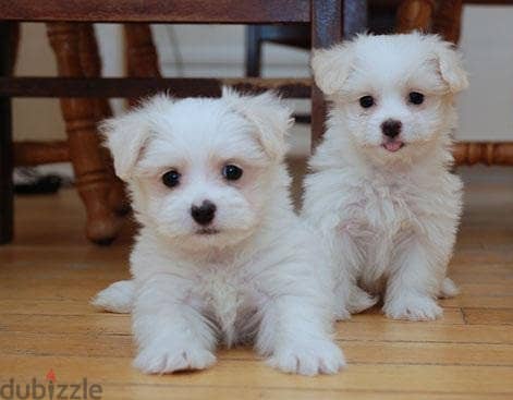 Whatsapp me +96555207281 Maltese puppies for sale 1