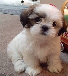 Whatsapp me +96555207281 Shih Tzu  puppies for sale