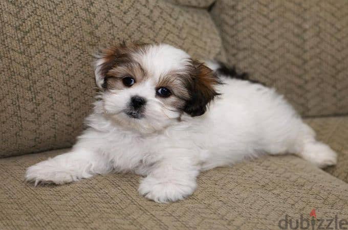 Whatsapp me +96555207281 Shih Tzu  puppies for sale 1