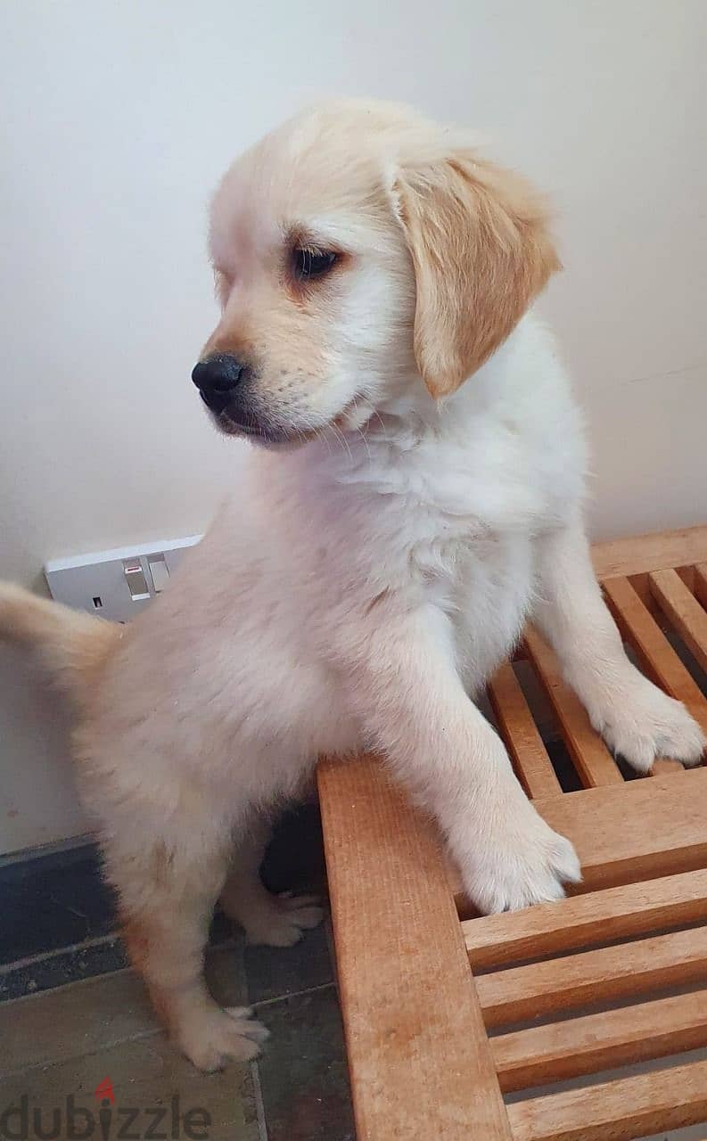 Whatsapp me +96555207281 Cute Golden Retriever puppies for sale 1