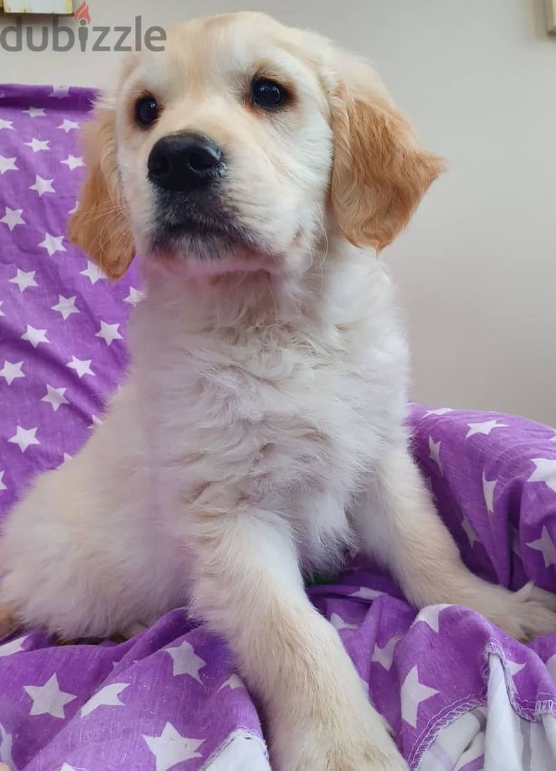 Whatsapp me +96555207281 Cute Golden Retriever puppies for sale 2