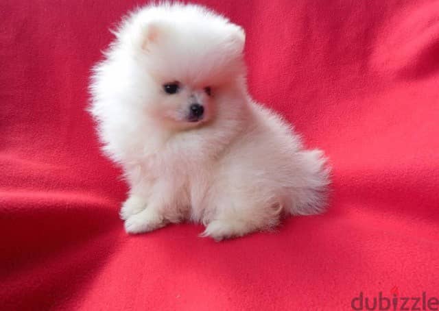 Whatsapp me +96555207281 cream Pomeranian puppies for sale 1