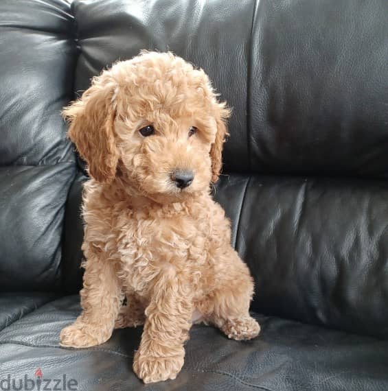 Whatsapp me +96555207281 Pure Toy poodle puppies for sale 1